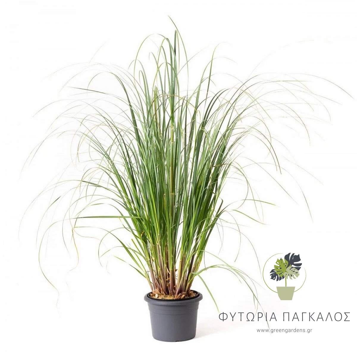 🌾 ΓΥΝΕΡΙΟ – Gynerium argenteum - 3